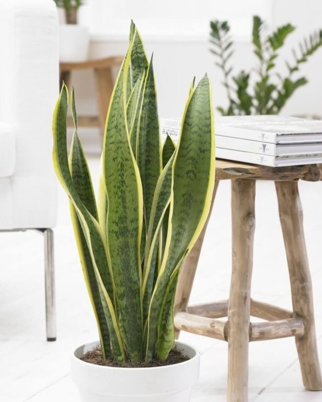 Pasa Kilici Sansevieria